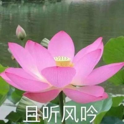 习近平在和平共处五项原则发表70周..
